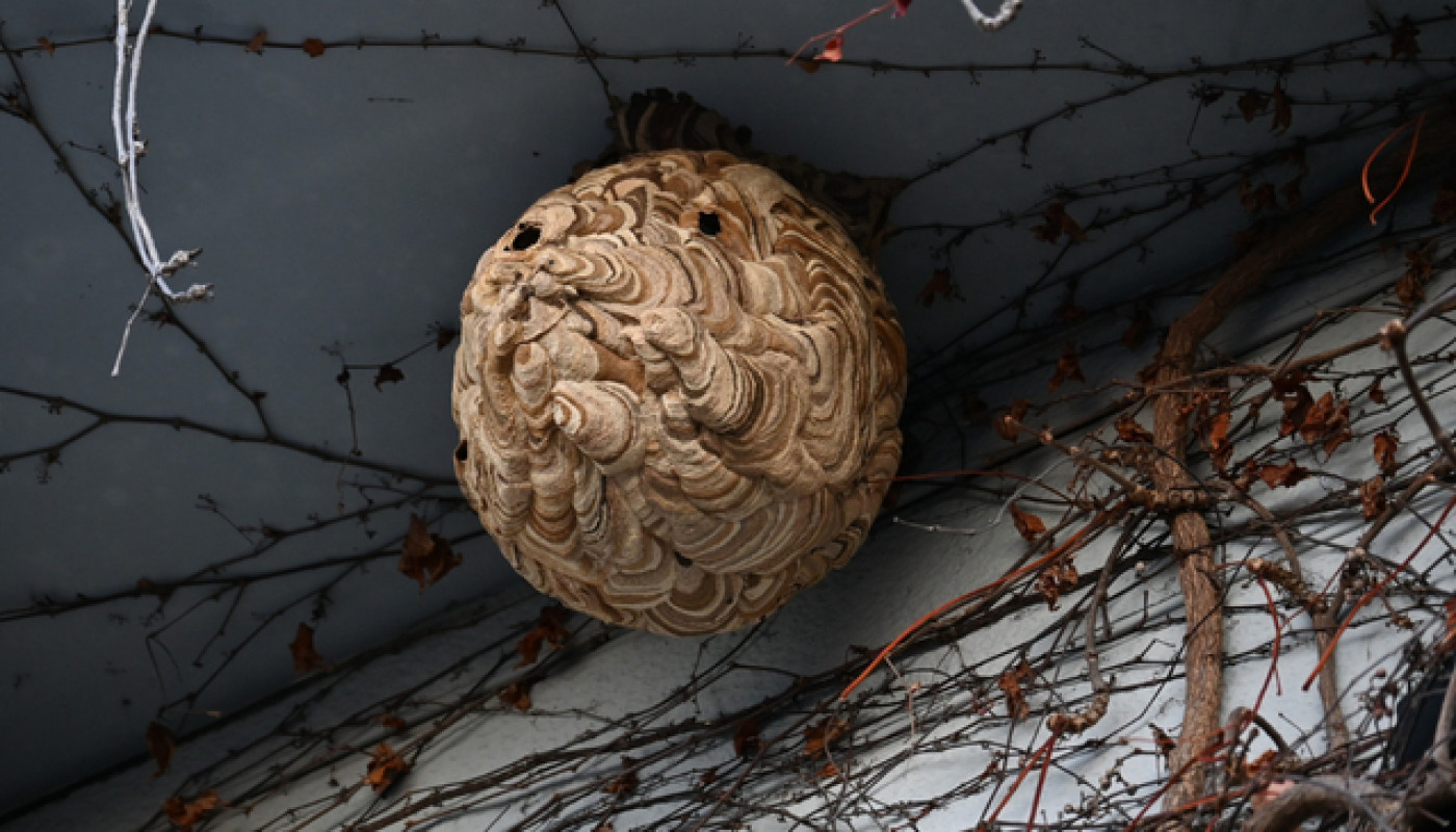 Sarthe : pour détruire un nid de frelons, contactez Sherlock Détecte !